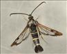 0373 (52.013) Currant Clearwing